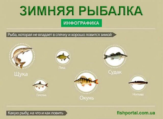 На что можно ловить рыбу зимой