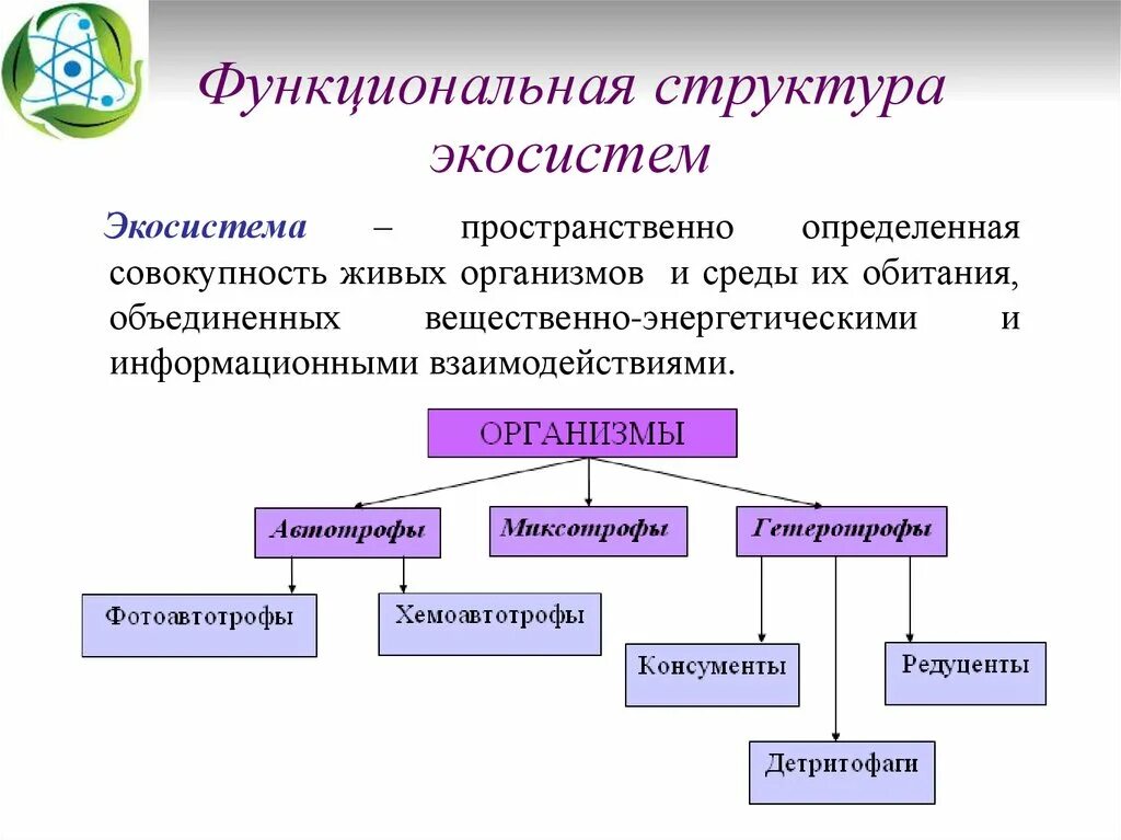 Функциональная часть живого организма. Структура и организация экосистемы. Структура и организация экосистемы кратко. Структура экосистемы схема 11 класс. Структура экологической системы.