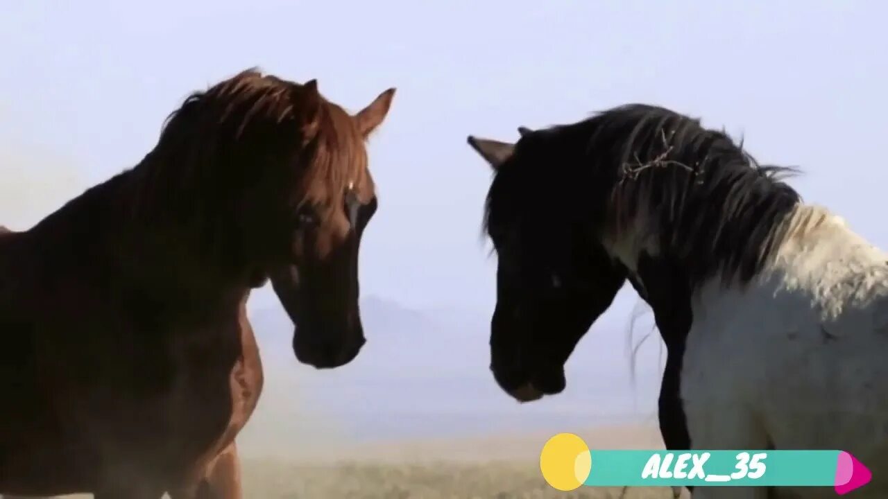 Видео песни кони. Видеоклипы красивых скакунов. Кони мчатся по буграм. Видео песни кони. Мужчина на трех конях.