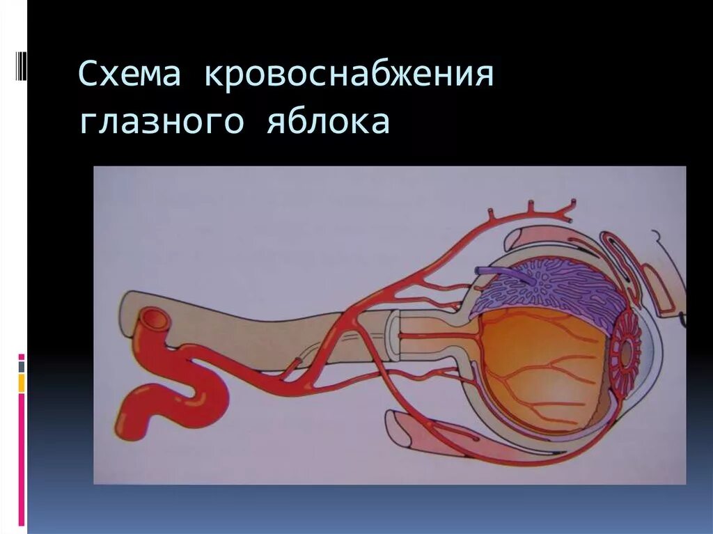 Кровоснабжение глазного яблока анатомия. Кровеносные сосуды глаза анатомия. Кровоснабжение глазного яблока схема. Схема глаза сосуды.