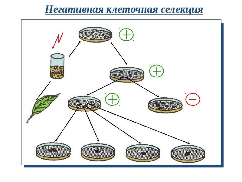 Биотехнология гибридизация. Селекция схема. Непрямая негативная селекция. Селекция растений. Клеточная селекция на устойчивость к фитопатогенам..