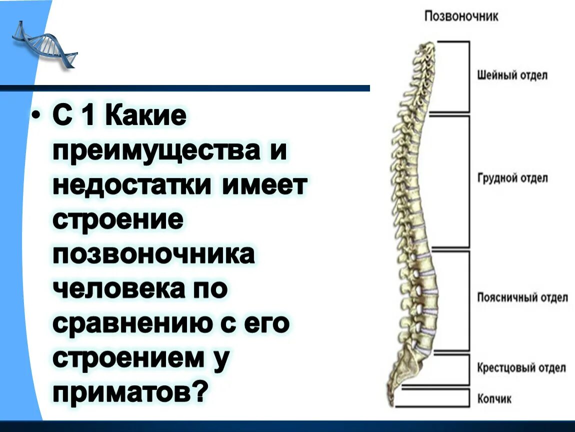 Состав отдела позвоночника. Схема поясничного отдела позвоночника. Позвоночник человека строение нумерация дисков. Отделы позвоночника человека. Строение позвоночника по отделам.