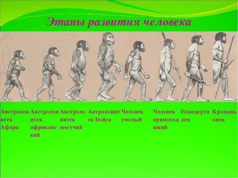 Название стадий человека. Стадии развития человека. Этапы эволюции человека. Стадии развития человечества. Стадии развития эволюции человека.