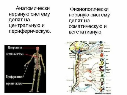 Периферическая пульсация