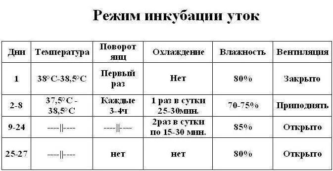 Условия инкубации утиных яиц. Таблица инкубации утиных яиц в инкубаторе Несушка. Температура инкубации утиных яиц в домашних условиях таблица. Температура в инкубаторе для утиных яиц. Таблица выведения утят в инкубаторе.