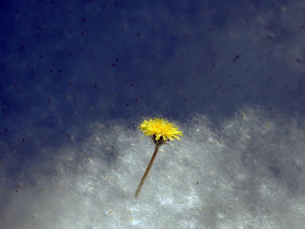 Деревья с которых летит пух в мае. Аллергия на пух тополя. Тополиный пух волгоград. Автор тополиный пух. Пух гаги.