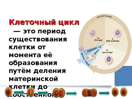 Период жизни от деления до деления называется