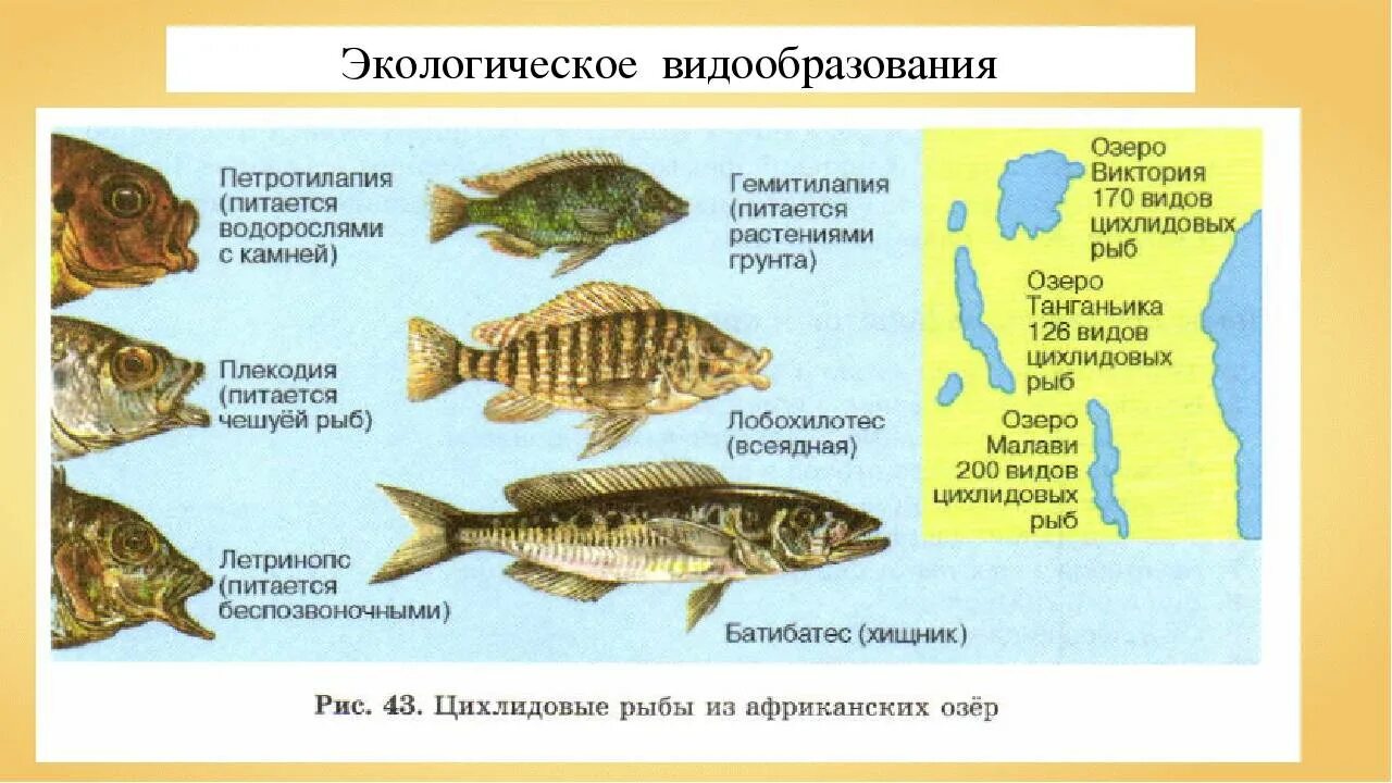 Изоляция севанской форели. Севанская форель экологическое видообразование. Аллопатрическое и симпатрическое видообразование. Экологическое видообразование биология 9 класс. Экологическое видообразование цихлиды.