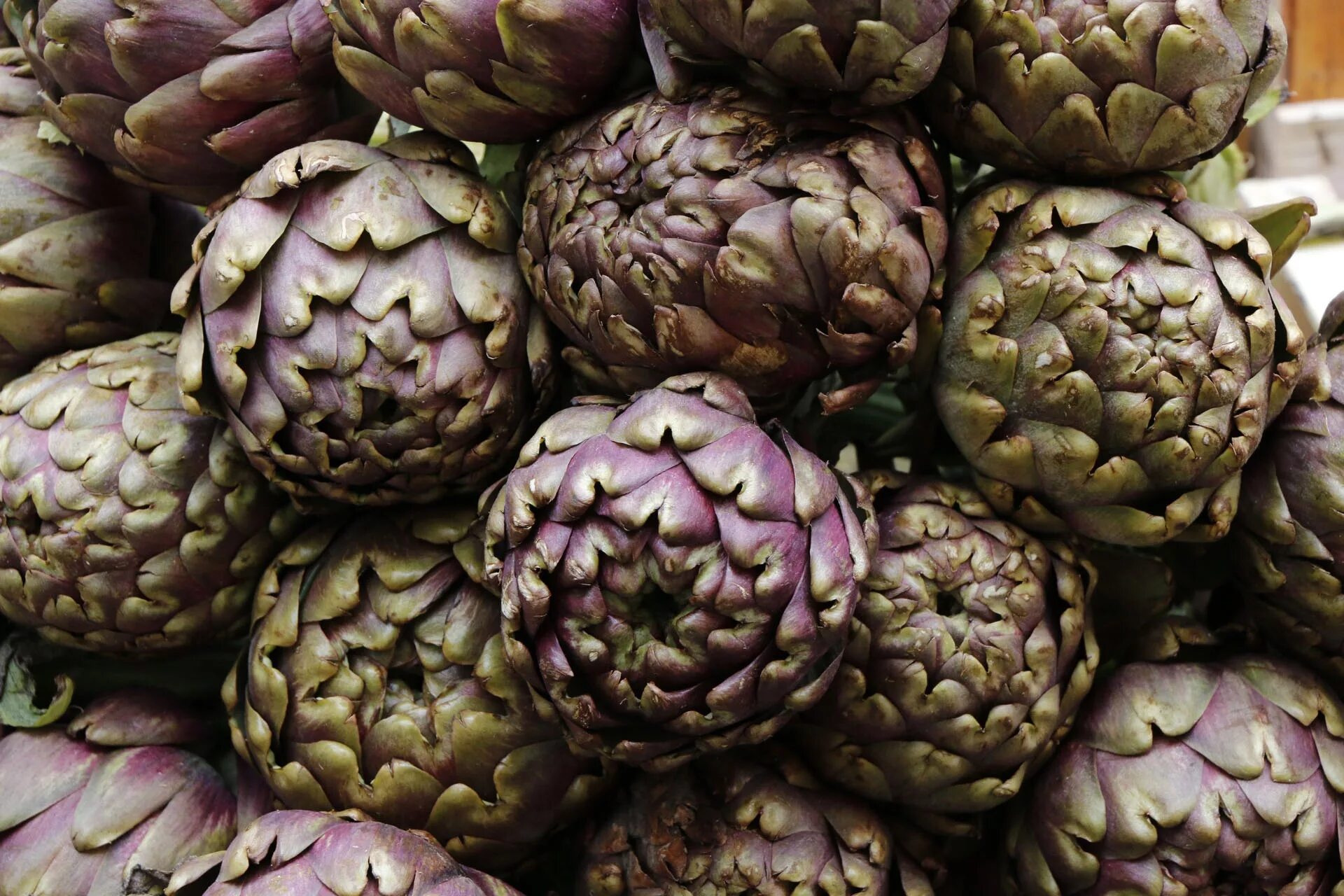 Артишок цветок. Артишок цветок. Artichoke артишок. Artichoke артишок. Артишок фиолетовый.