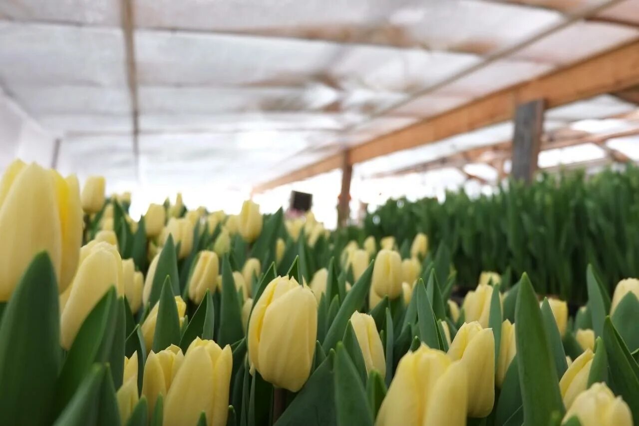 Распустившийся тюльпан. Весенний брянск. 1000 тюльпанов. Тюльпаны брянск. А в парках городских тюльпаны расцвели.