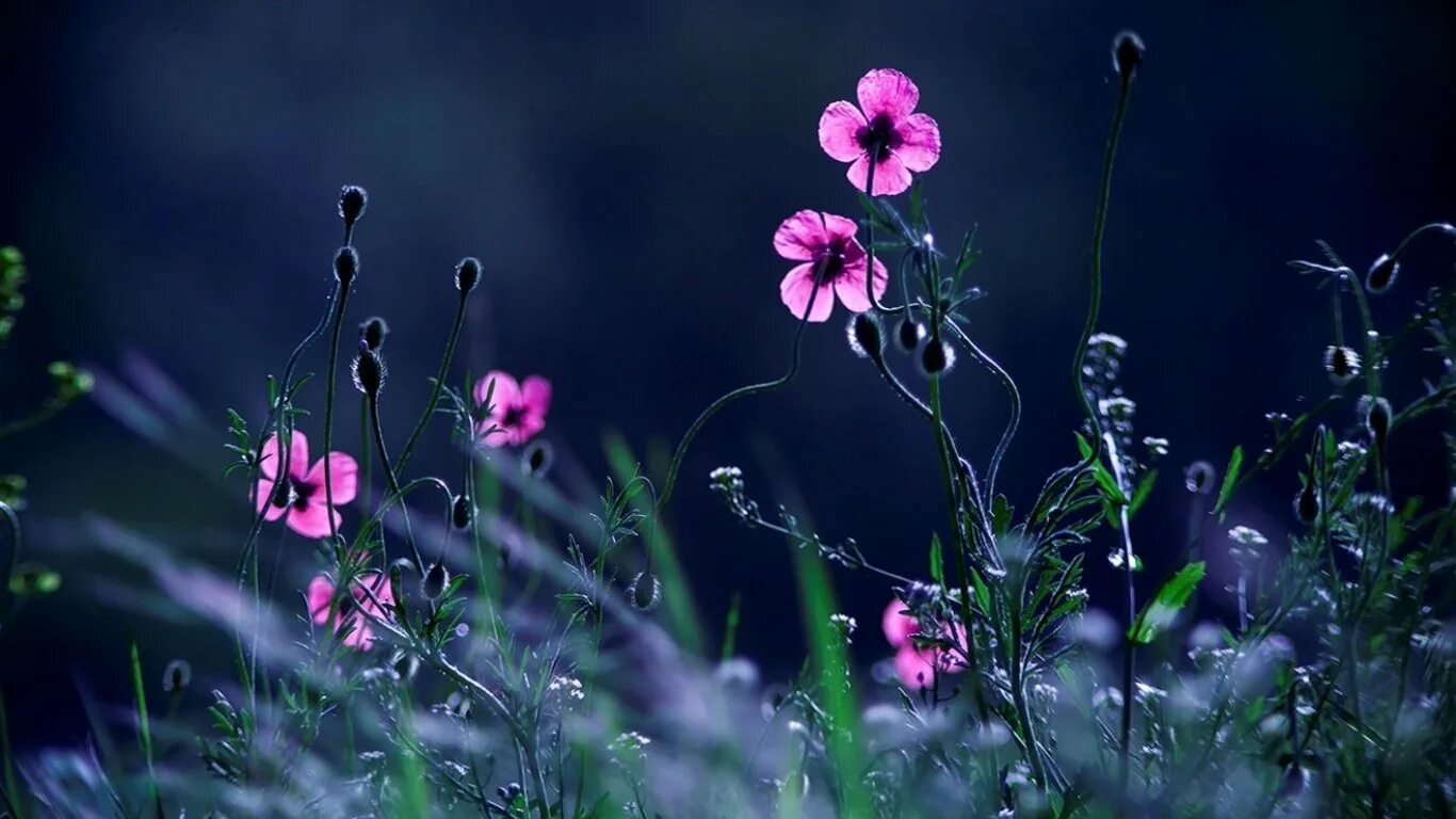 Фон на телефон темные цветы. Полевой цветок Медовник сиреневый. Лютики фиолетовые полевые. Фиолетовые цветы. Сиреневые цветы полевые.