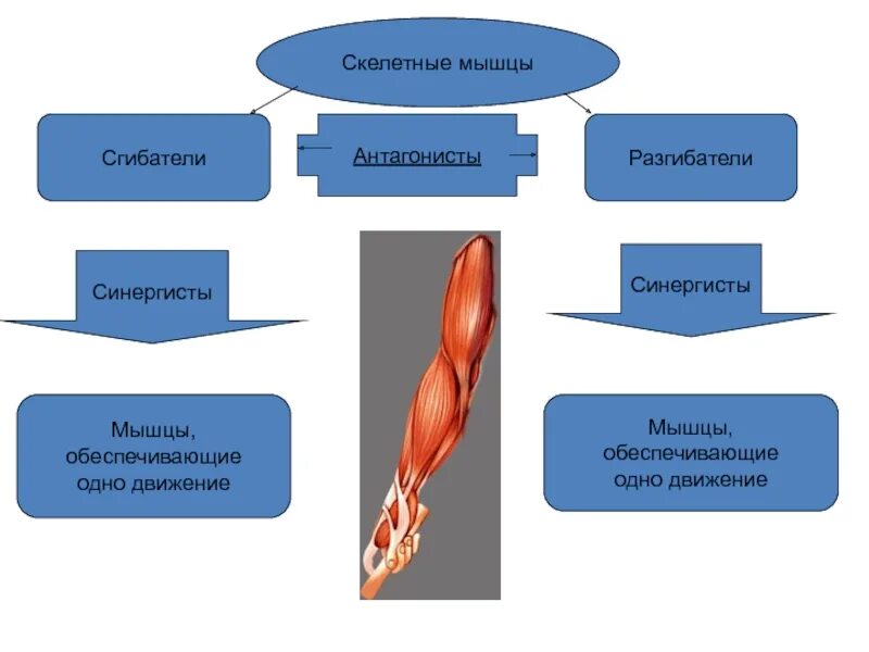 Мышцы выполняющие одинаковую функцию. Мышцы агонисты. агонист антагонист синергист. мышцы антагонисты и синергисты. мышцы антагонисты и синергисты таблица.