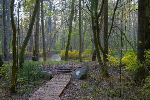 Комарово санкт петербург тропа