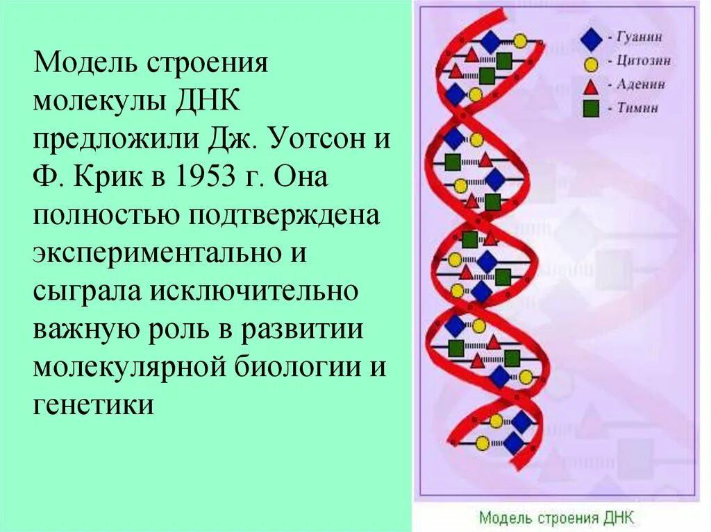 Выберите признаки молекулы днк. Двойная спираль молекулы ДНК. 1 Структура ДНК рисунок. Строение молекулы ДНК. Структура молекулы ДНК.