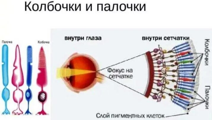 Выберите верные характеристики палочек глаза. Строение глаза колбочки и палочки. Строение глаза человека палочки и колбочки. Расположение колбочек и палочек в сетчатке глаза. Строение глаза человека с колбочками.