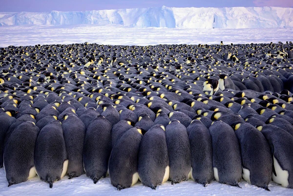Императорский Пингвин в Антарктиде. Антарктида Императорский Пингвин с яйцом. Антарктический Императорский Пингвин. Королевский Пингвин в Антарктиде. В середине 20 века антарктида для многих
