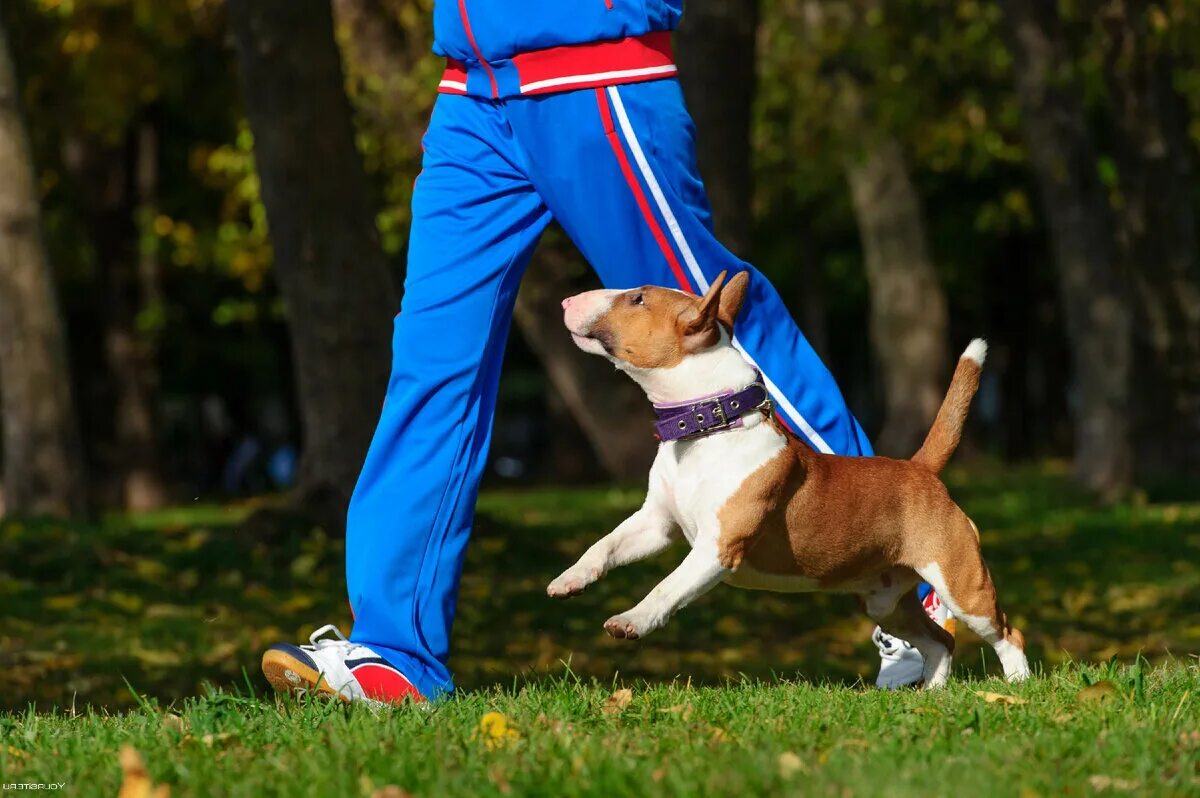 Борзая грейхаунд 2. Грейхаунд бега. Спорт с собакой. Грейхаунд бега. Собака участвует.