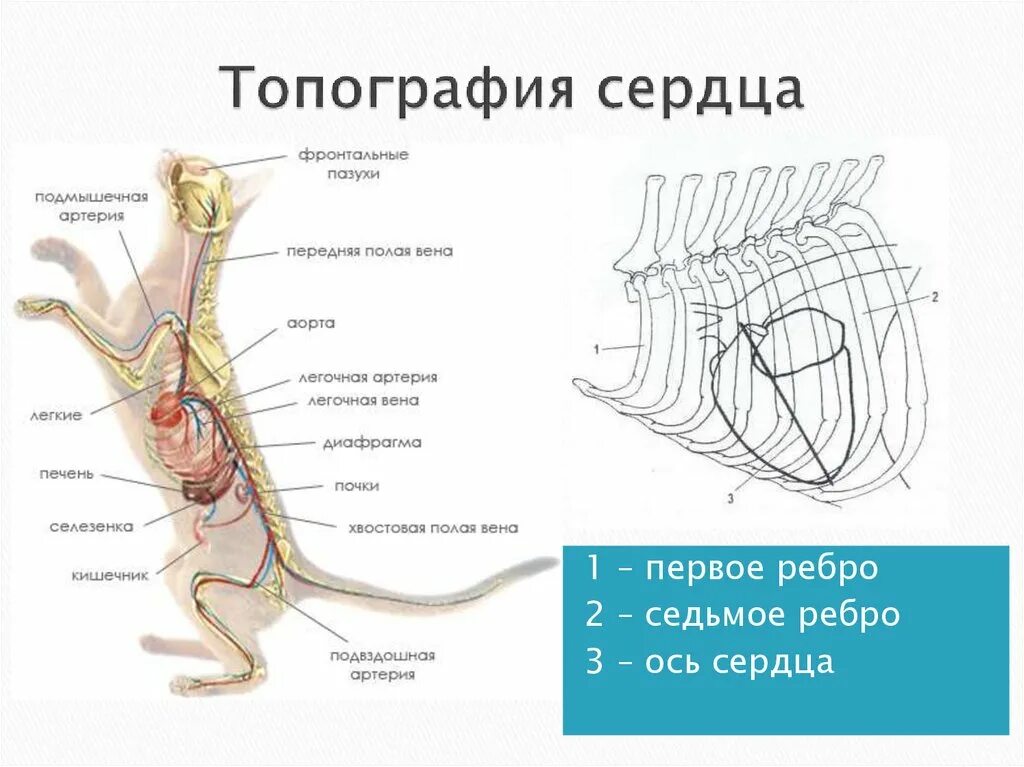 Топография сердца у кошки. Кровеносная система кошачьих. Анатомия сердца у Коше. Сердце собаки расположено