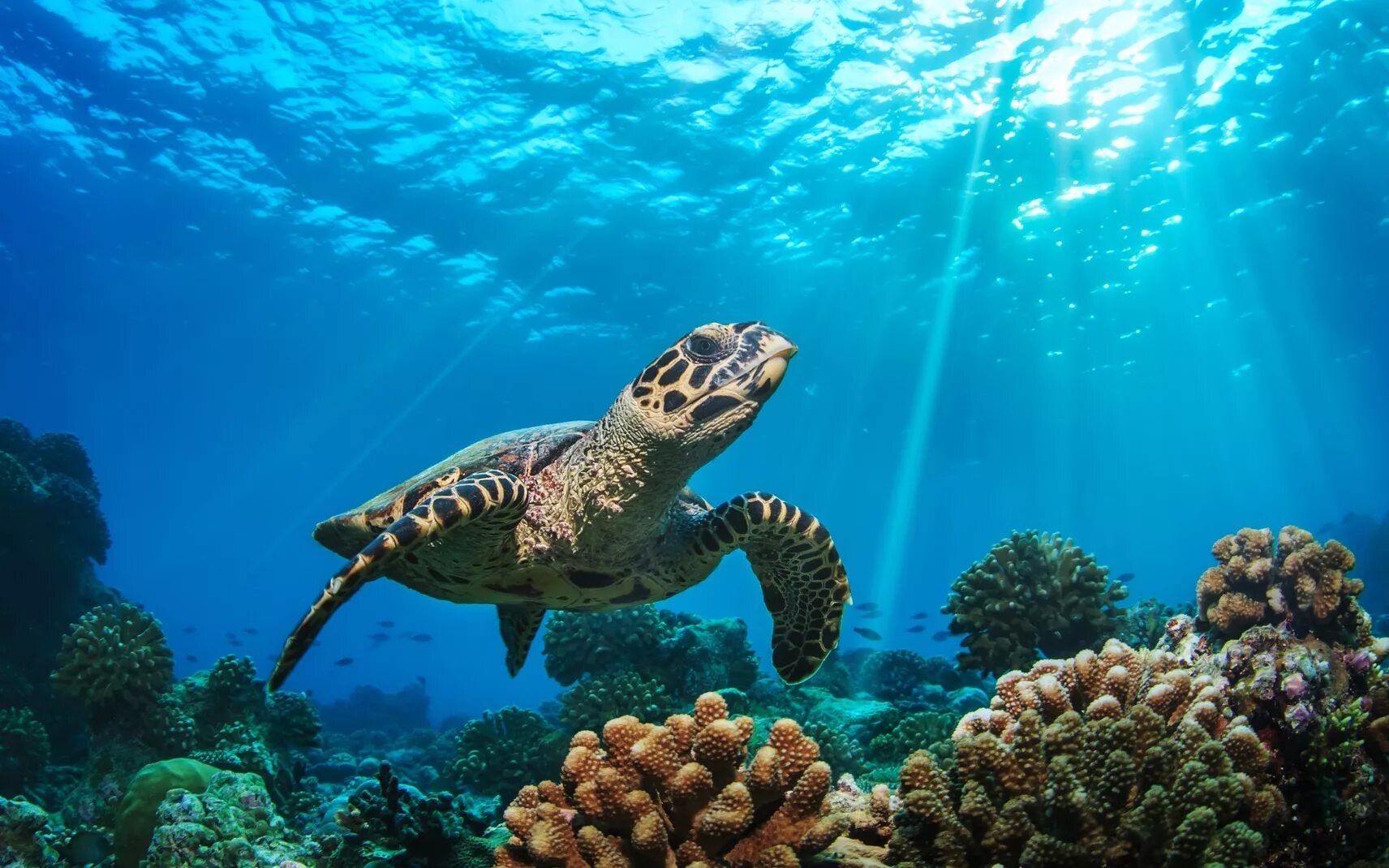 Морская черепаха бисса. Черепаший риф Мальдивы. Большой Барьерный риф большая зеленая черепаха. Галапагосские острова подводный мир.