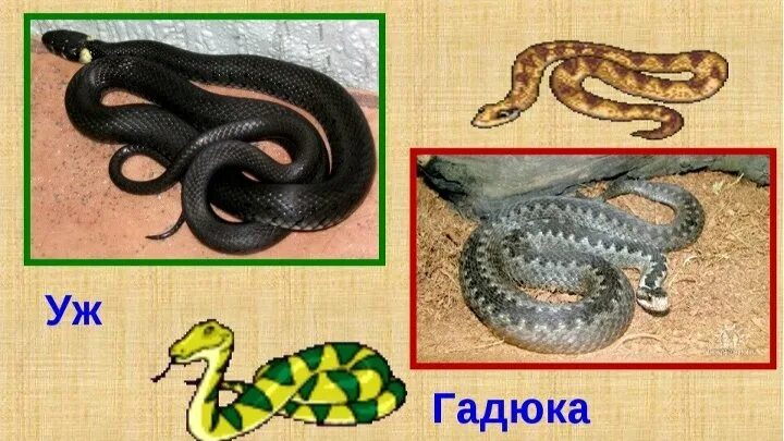 Различия змей гадюки и ужа. Сходство гадюки и ужа. Уж и гадюка отличия. Гадюка и уж сходство и различия.