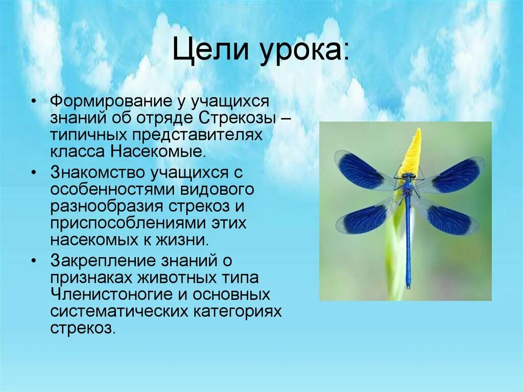 Какой тип питания характерен для стрекозы. Отряд Стрекозы представители. Вес Стрекозы. Доклад про стрекозу. Существенные признаки Стрекозы.