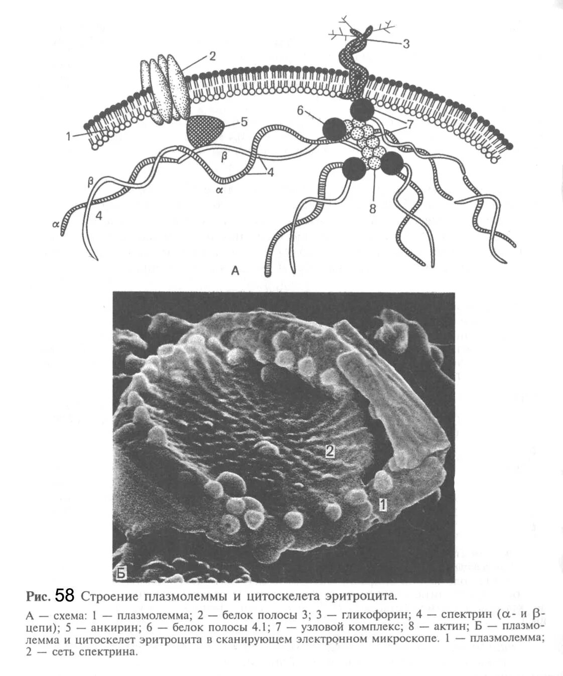 Плазмолемма эритроцита. Схема ультрамикроскопического строения плазмолеммы и цитоскелета. Плазмолемма и примембранный цитоскелет эритроцитов. Белок спектрин плазмолеммы эритроцита. Строение плазмолеммы эритроцита.