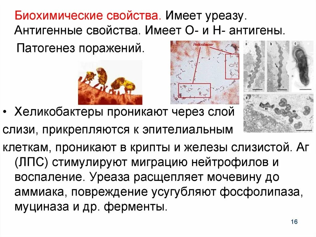 Биохимические свойства хеликобактеров. Антигенные свойства хеликобактер. Биохимические свойства свойства вируса кори. Биохимические свойства хеликобактер пилори. Определение хеликобактер в кале