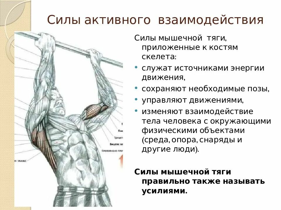 Форма и величина мышц. Мышечная сила костей. Биомеханика локтевого сустава. Мышечная сила костей. Мышечная сила костей.