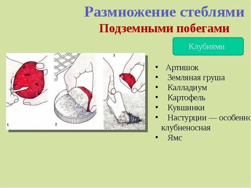 Размножение растений клубнями описание. Размножение растений клубнями описание. Размножение клубнелуковицами. Размножение растений клубнями описание. Карточка размножение у растений.
