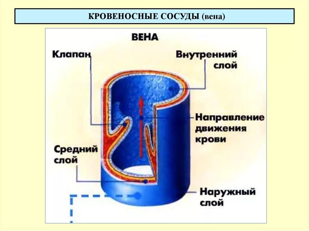 Клапаны имеют артерии и вены. Структура стенки венозного сосуда. Строение стенки вены анатомия. Строение стенки венозного сосуда. Схема строения кровеносных сосудов.