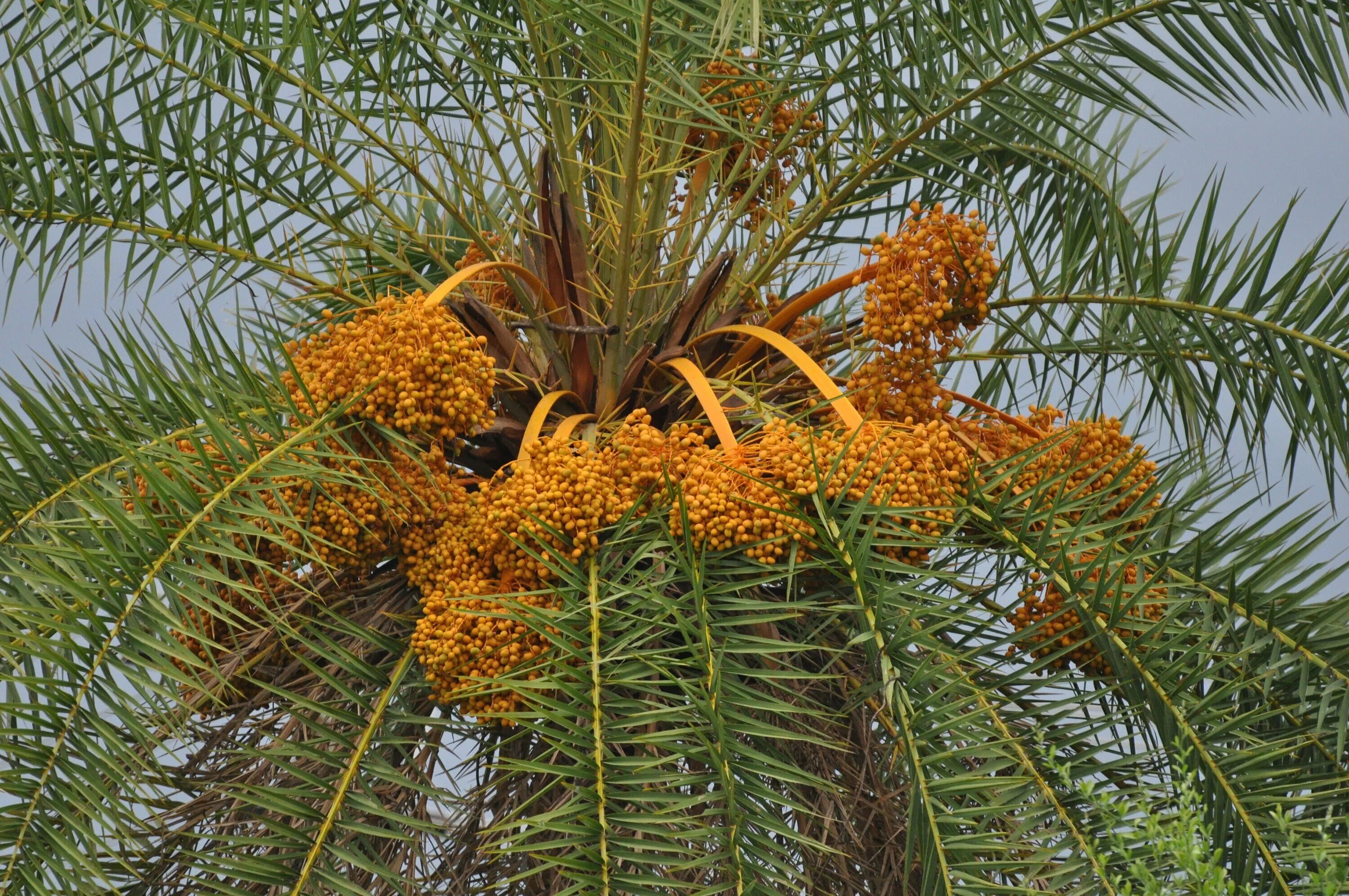 Финиковая пальма где растет природная зона. Финиковая Пальма (финик) (Phoenix). Финиковая Пальма (Phoenix dactylifera). Финиковая Пальма цветение. Финиковая Пальма (Phoenix canadensis),.