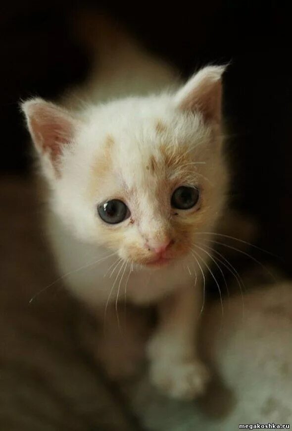 Несчастный котенок. Жалостный котенок. Жалостливый котик. Котенок с жалостными глазами. Жалко котенка