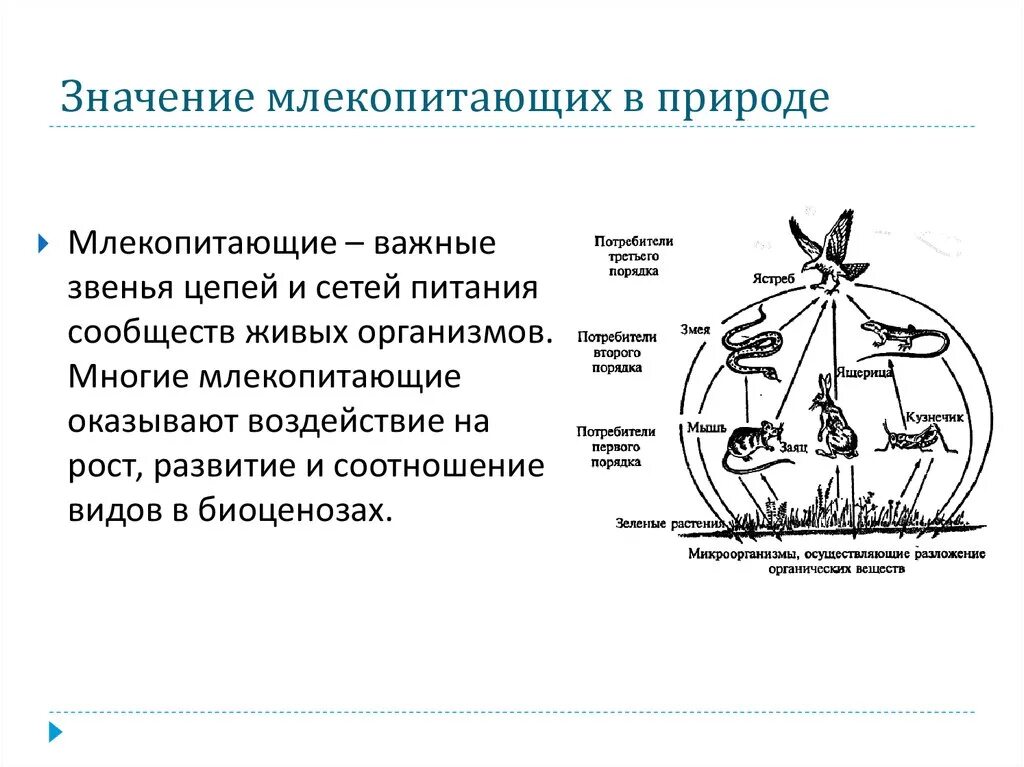 Значение млекопитающих кратко