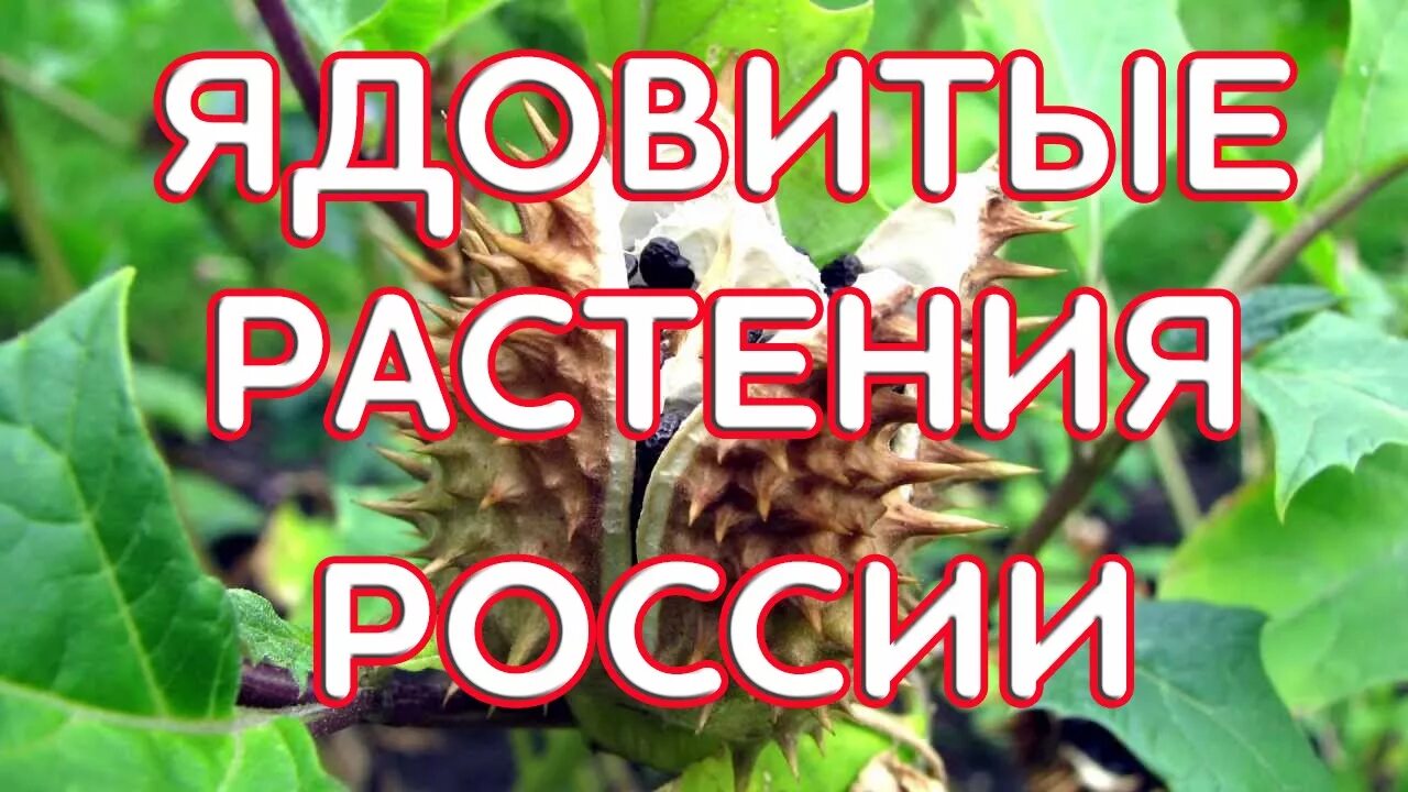 Россия токсична. Ядовитые растения. Ядовитые растения России. Надпись опасные растения. Самые опасные ядовитые растения.