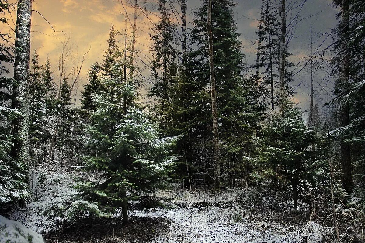 зимний лес. еловый лес увяз по колено в снегу. зимний еловый лес. елка зимой. зимний сосновый лес гусь- хрустальный.