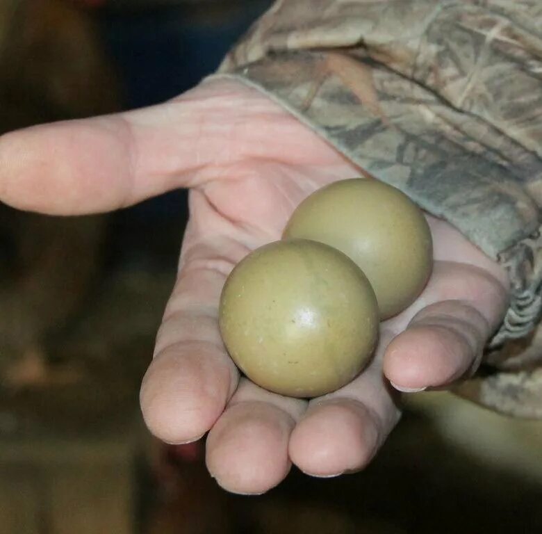 Яйцо фазана инкубационное. Фазановые яйца. Яйцо фазана фото. Как выглядят яйца фазана.