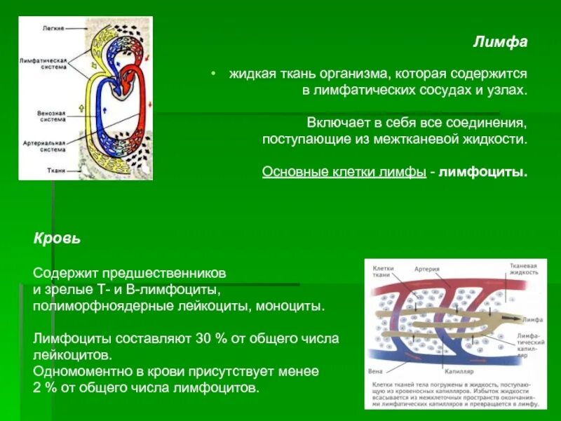 Лимфа включает. Клетки лимфы. Лимфа в организме. Основные клетки лимфы. Образование лимфы схема.