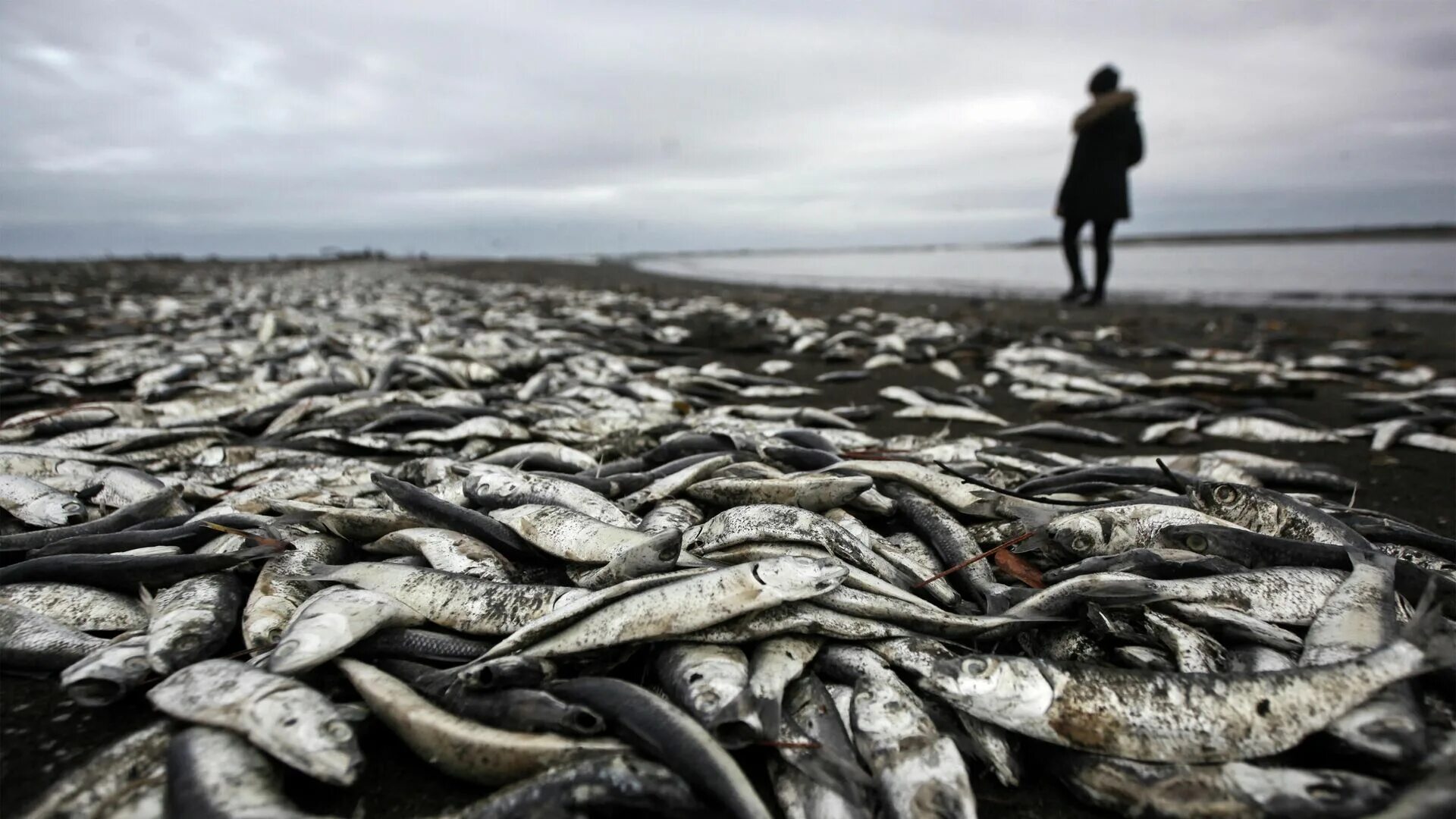 Вымирание рыб. Загрязнение воды рыбы. Рыба в грязной воде