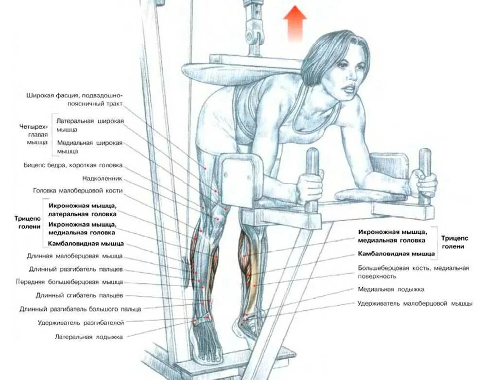 Тренажёр тяга блока хаммер. Какие тренажеры на какие группы мышц. Тренажер для прокачки мышц спины. Горизонтальная рычажная тяга в тренажере техника. Сведение разведение ног в тренажере техника выполнения.