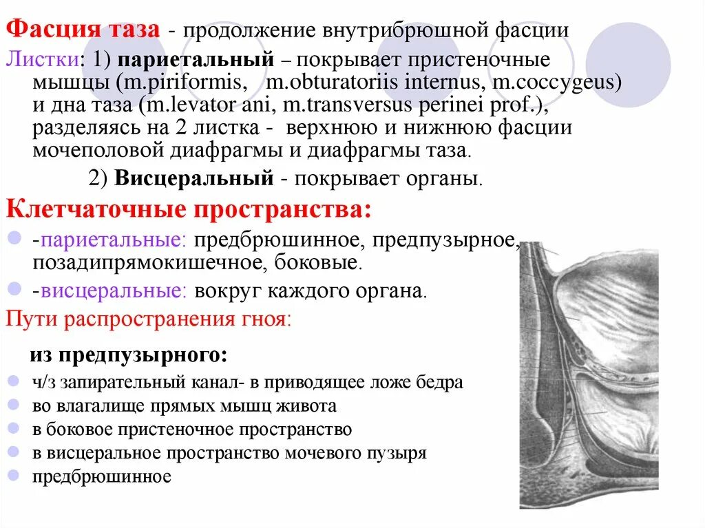 Подъягодичное клетчаточное пространство. Фасции малого таза топография. висцеральные клетчаточные пространства малого таза. дно малого таза топографическая анатомия. пространство малого таза топографическая анатомия.