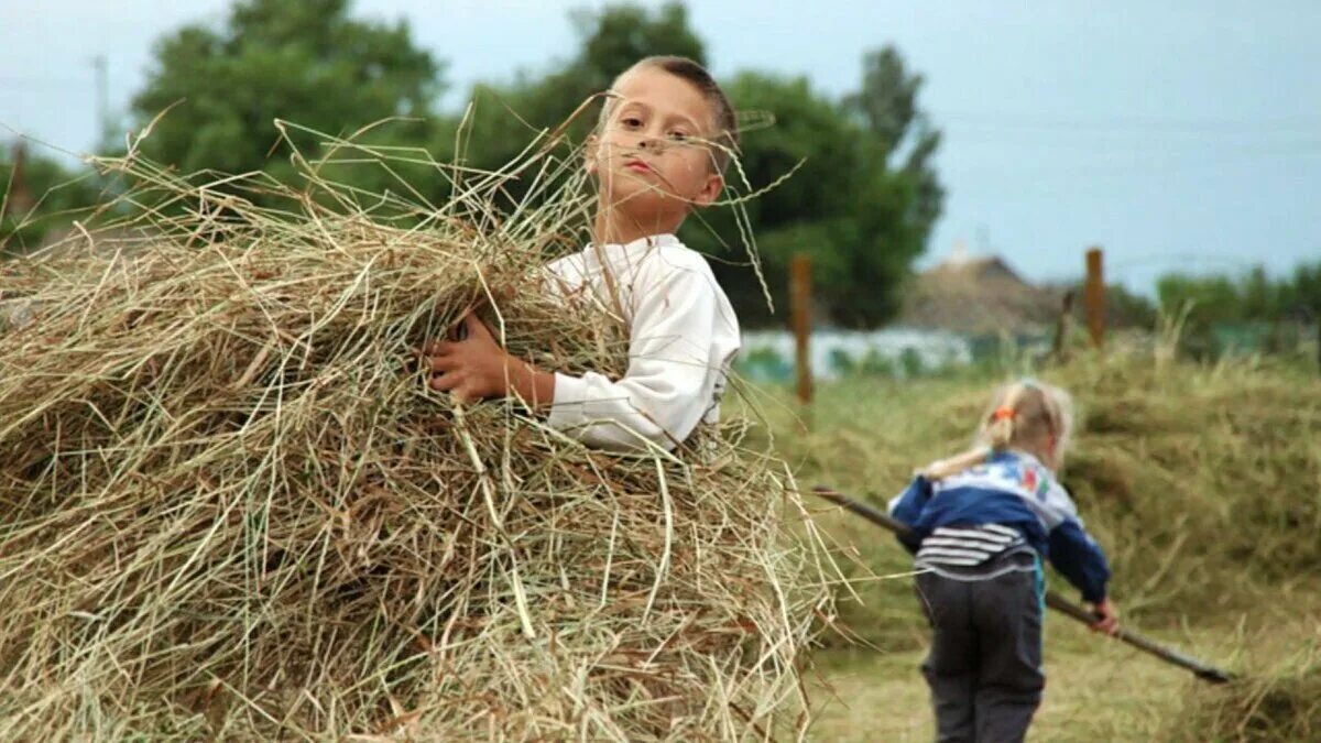 Дети на покосе. Сенокос в деревне. Дети на сенокосе. Люди на сенокосе.