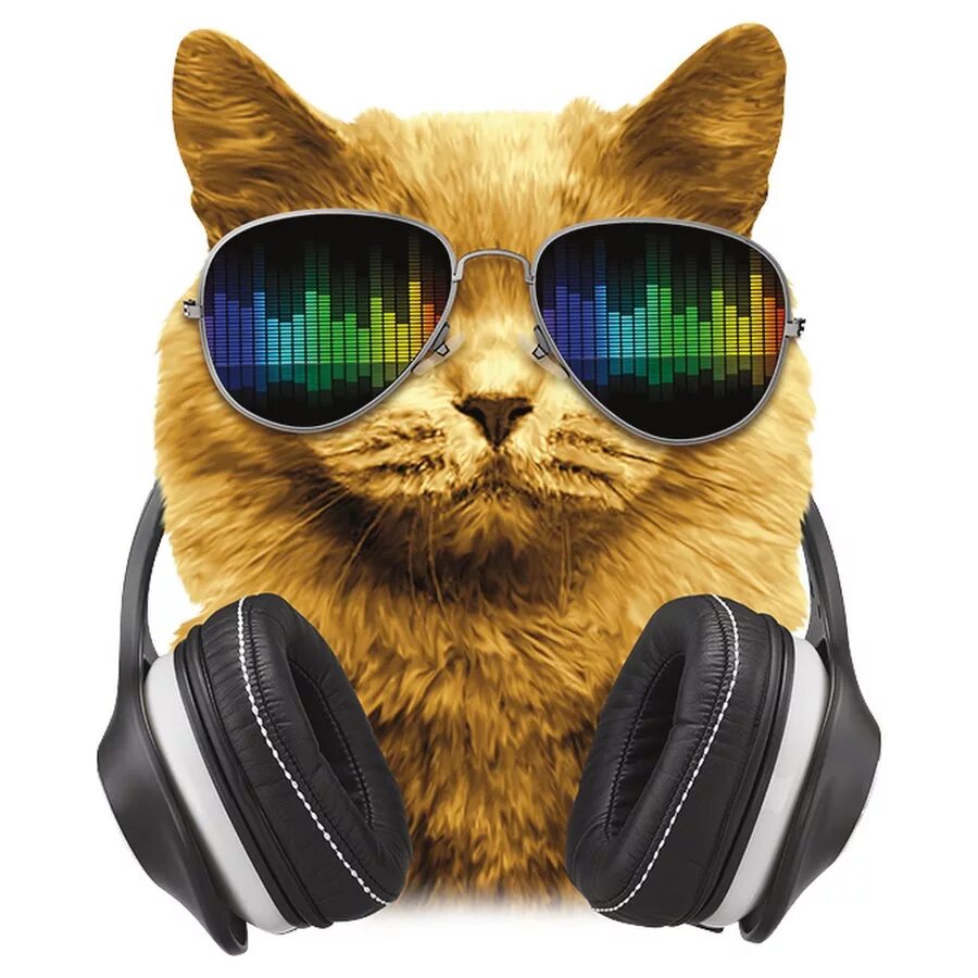 Котик в очках. Кот в очках. Смешной кот в наушниках. Кот в наушниках. Животные с наушниками.