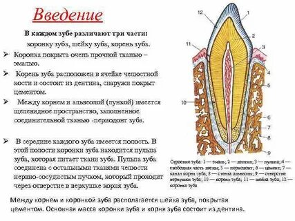 Анатомическая шейка зуба