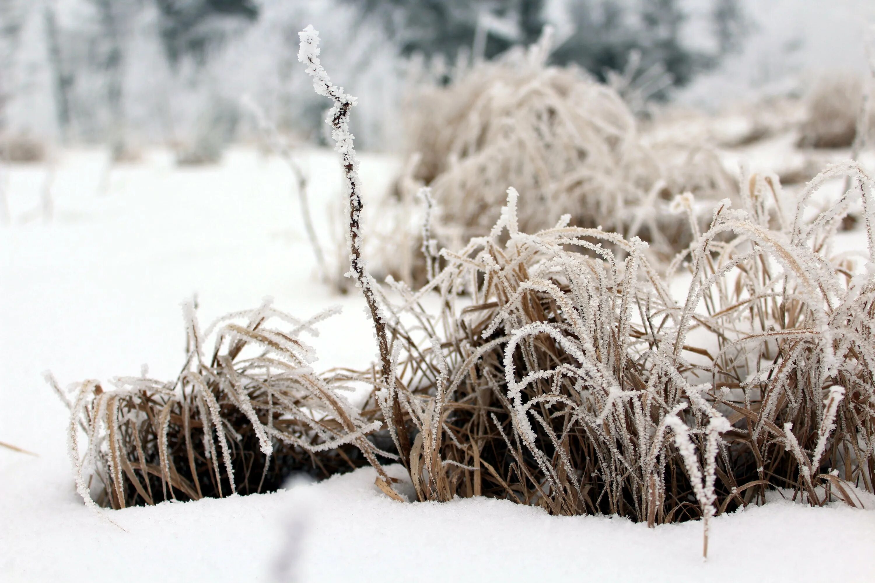 Где зимой сухо и тепло. Растения зимой. Трава под снегом. Трава зимой. Растения под снегом зимой.