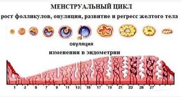 Толщина эндометрии для зачатия. 11 День менструального цикла толщина эндометрия норма. Толщина эндометрия перед овуляцией норма. Норма эндометрия для фолликулярной фазы. Размер доминирующего фолликула по дням цикла.