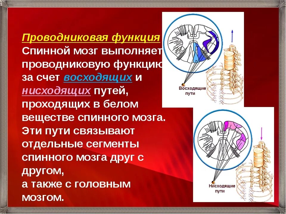 Вещество спинного мозга выполняющие проводниковую функцию. Проводниковая функция спинного мозга. Проводнркова фугкция спрнного мозга. Проводниковая функция спинного. Функции спинного мозга.