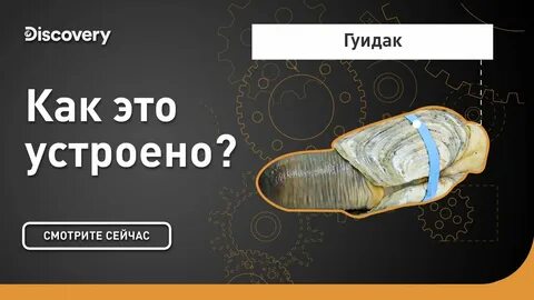 Discovery как устроен