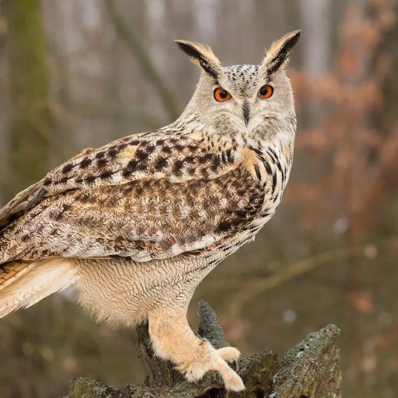 Филин Bubo Bubo. Филин обыкновенный (Bubo Bubo). Европейский Филин (Bubo Bubo). Филин Bubo Bubo Linnaeus, 1758. Крупная совообразная птица