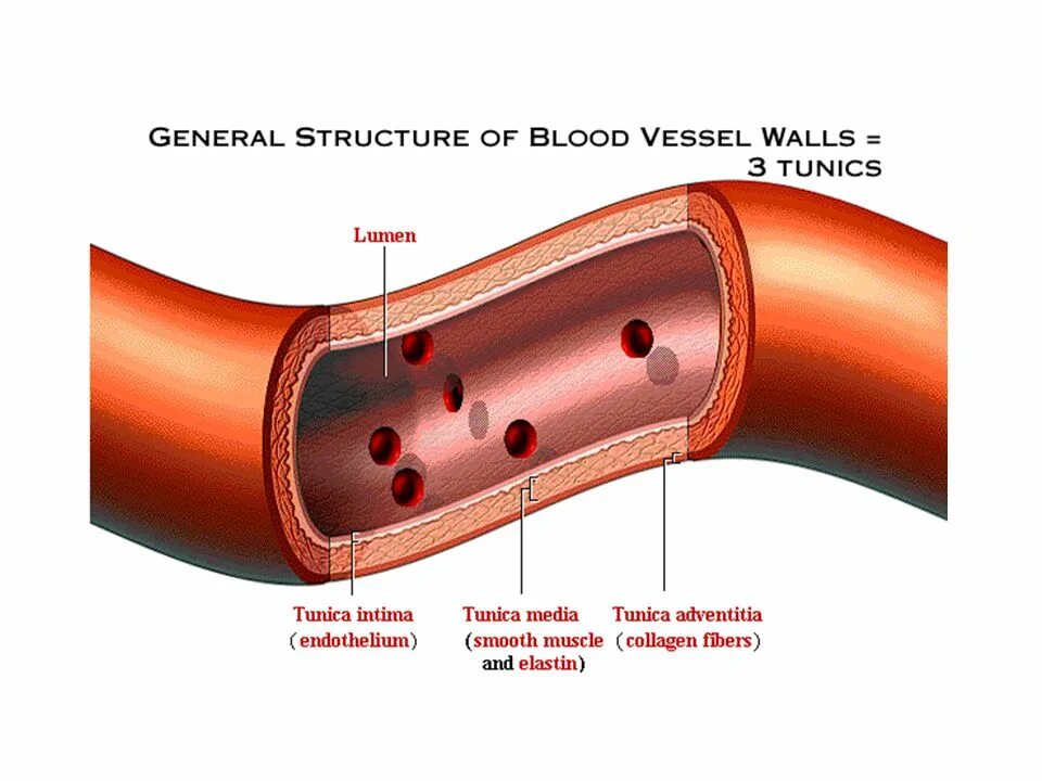 Расширение стенок сосудов. Эндотелий кровеносных сосудов. Эндотелиальные клетки кровеносных сосудов. Строение эндотелия сосудов. Эндотелиальная стенка сосуда.