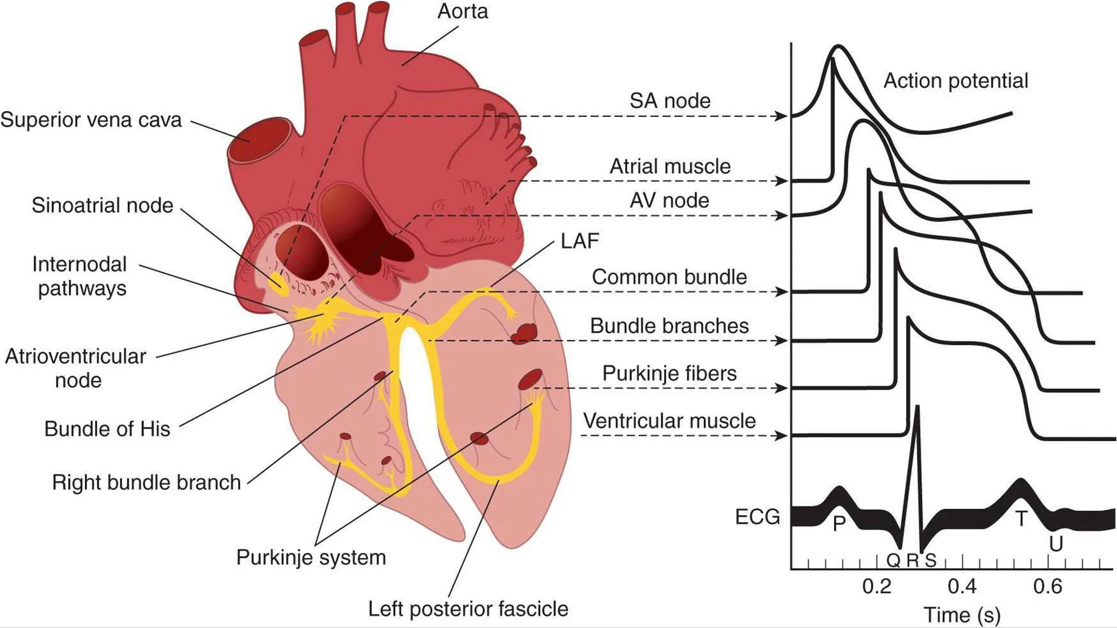 Learn the heart 0.3 8. Проводящая система сердца. the conducting system of the heart. автоматия сердечной мышцы физиология. физиология сердца человека.